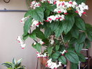 Clerodendron