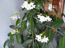 Stephanotis