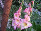 Gladiola