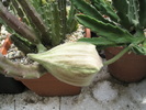 Stapelia grandiflora - boboc 23.07