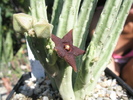 Stapelia kwebensis - floare si boboci