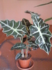 Alocasia , vara 2010