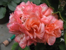 Muscata trandafiras 1 aug 2010 (2)
