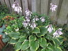 Hosta 27 iul 2010