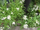 Alyssum Carpet of Snow 27 iul 2010 (1)