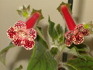 Kohleria Bibi