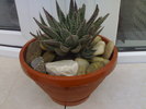 Haworthia