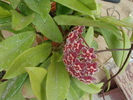 Hoya pubicalyx cv. Silver Pink