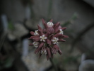 Sarcostema vaslessenii - flori