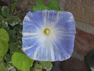 Ipomoea 5 sept 2010