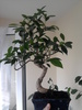 Ficus retusa