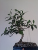 Ficus retusa