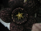 Stapelia variegata - centrul