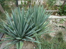 Yucca flaccida   (Haworth 1819)