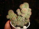 cactusi 009