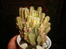 cactusi 010