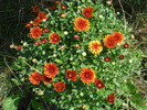 Orange Chrysanthemum (2010, Aug.07)