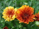 Orange Chrysanthemum (2010, Aug.08)