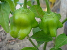 Bishops Crown Hot Pepper (2010, Sep.26)