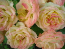 Miniature Roses (2010, July 02)