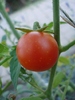 Tomato Idyll (2010, August 24)