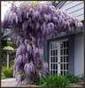 UN%20DO%20Wisteria