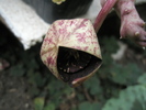 Stapelia variegata - floare la deschidere
