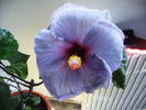 Hibiscus 2010-11