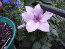 clematis -6