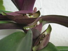 tradescantia spathacea-flori1