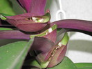 tradescantia spathacea-flori2