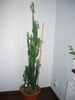 euphorbia.trigona.11.2010