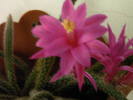 Aporocactus