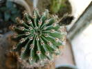 Echinopsis