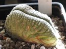 Euphorbia obesa fma. cristata