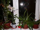 4 dintre orhideele mele