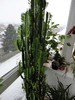 euphorbia trigona