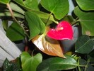 Anthurium