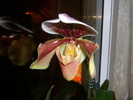 Paphiopedilum inflorit