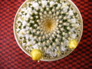 Mammillaria