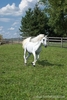 12212-Running-Arabian-Stallion