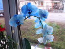 orhidee albastra
