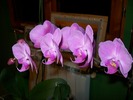 orhidee 01 005