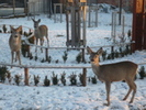 caprioare  pagina ovidiusibiu