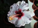 hibiscus februarie2011-2