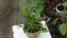 pilea peperomioides