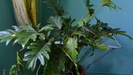 philodendron bippinatifidum