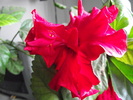 hibiscus februarie