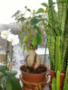 bonsai intre orhidee si cactus