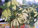 schefflera arboricola green golden
